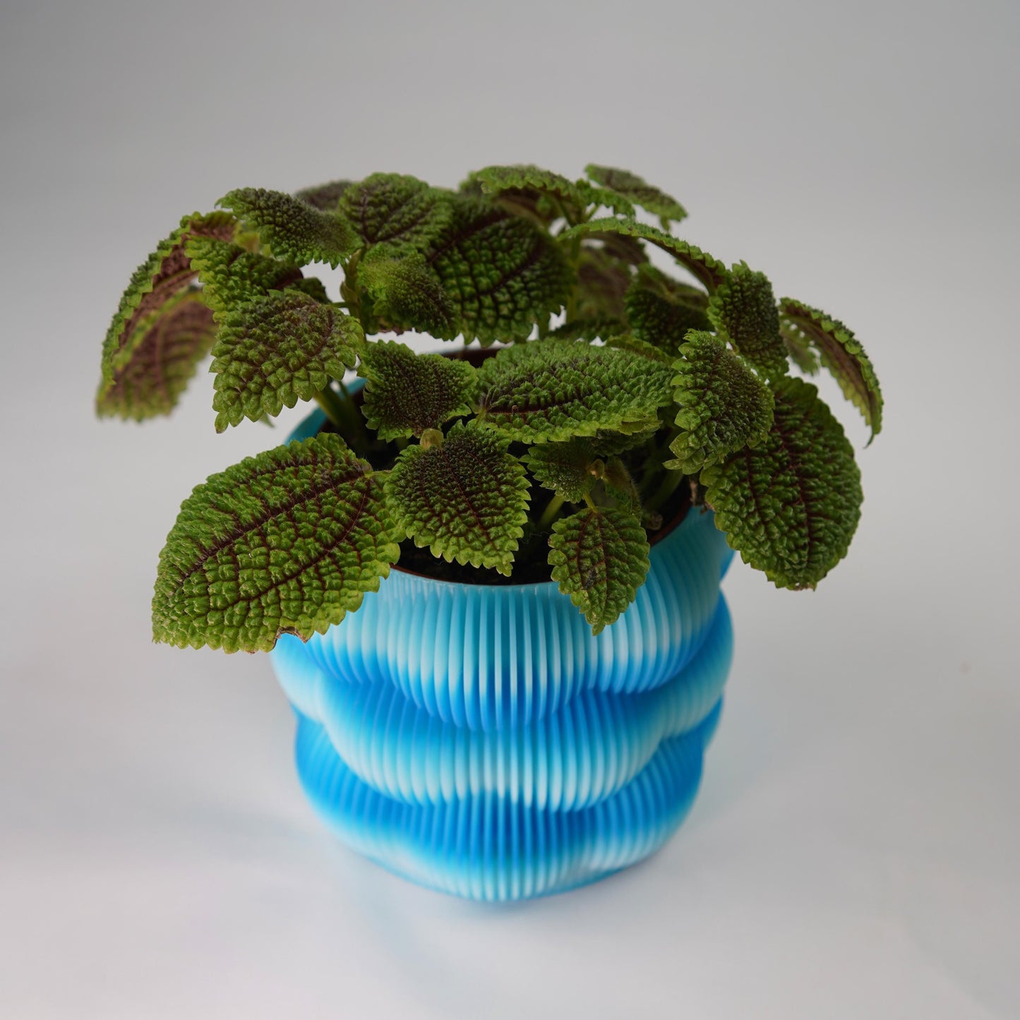 Maceta de burbujas de 12 cm | Maceta minimalista moderna | LeHa Designs | Maceta de interior bonita | Maceta para suculentas y plantas de interior